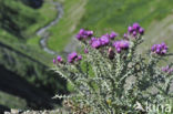 Pyreneese distel (Carduus carlinoides)