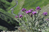 Pyrenean thistle (Carduus carlinoides)