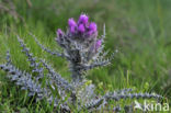 Pyrenean thistle (Carduus carlinoides)