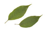 Japanese evergreen oak (Quercus acuta)