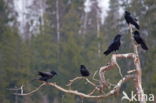 Raaf (Corvus corax)