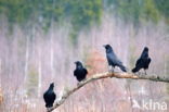 Common Raven (Corvus corax)