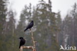 Common Raven (Corvus corax)