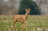 Roe Deer (Capreolus capreolus)