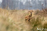 Roe Deer (Capreolus capreolus)