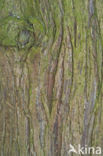 Reuzenlevensboom (Thuja plicata)