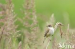 Sedge Warbler (Acrocephalus schoenobaenus)