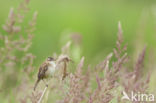 Sedge Warbler (Acrocephalus schoenobaenus)