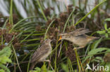 Rietzanger (Acrocephalus schoenobaenus)