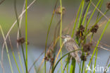 Sedge Warbler (Acrocephalus schoenobaenus)