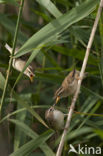 Sedge Warbler (Acrocephalus schoenobaenus)