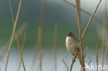 Sedge Warbler (Acrocephalus schoenobaenus)