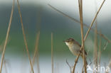 Rietzanger (Acrocephalus schoenobaenus)