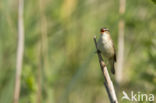 Sedge Warbler (Acrocephalus schoenobaenus)