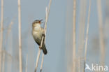 Sedge Warbler (Acrocephalus schoenobaenus)