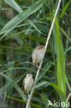 Sedge Warbler (Acrocephalus schoenobaenus)