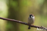 Eurasian Tree Sparrow (Passer montanus)