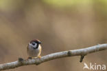 Eurasian Tree Sparrow (Passer montanus)