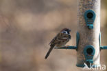 Eurasian Tree Sparrow (Passer montanus)