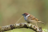 Eurasian Tree Sparrow (Passer montanus)