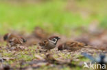 Eurasian Tree Sparrow (Passer montanus)