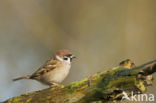 Eurasian Tree Sparrow (Passer montanus)