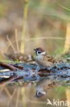 Eurasian Tree Sparrow (Passer montanus)