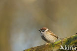 Eurasian Tree Sparrow (Passer montanus)