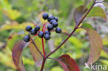 Rode kornoelje (Cornus sanguinea)