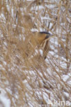 Bittern (Botaurus stellaris)