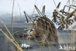 Bittern (Botaurus stellaris)