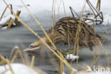 Bittern (Botaurus stellaris)