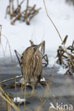 Bittern (Botaurus stellaris)