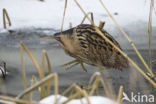 Bittern (Botaurus stellaris)