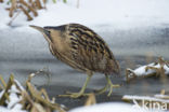 Bittern (Botaurus stellaris)