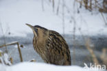 Bittern (Botaurus stellaris)