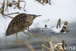 Bittern (Botaurus stellaris)