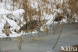 Bittern (Botaurus stellaris)