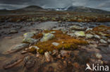 Rondane National Park