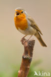 European Robin (Erithacus rubecula)