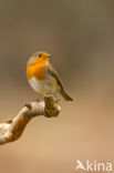 European Robin (Erithacus rubecula)