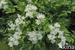 Sweet Cicely (Myrrhis odorata)