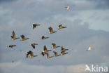 Rotgans (Branta bernicla)