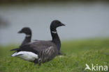 Rotgans (Branta bernicla)