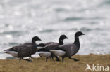 Rotgans (Branta bernicla)