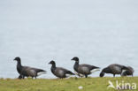 Rotgans (Branta bernicla)