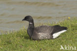 Rotgans (Branta bernicla)