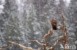 Rough-legged Buzzard (Buteo lagopus)