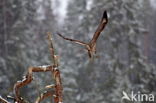 Ruigpootbuizerd (Buteo lagopus)