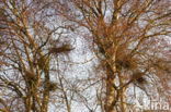 Ruwe berk (Betula pendula)